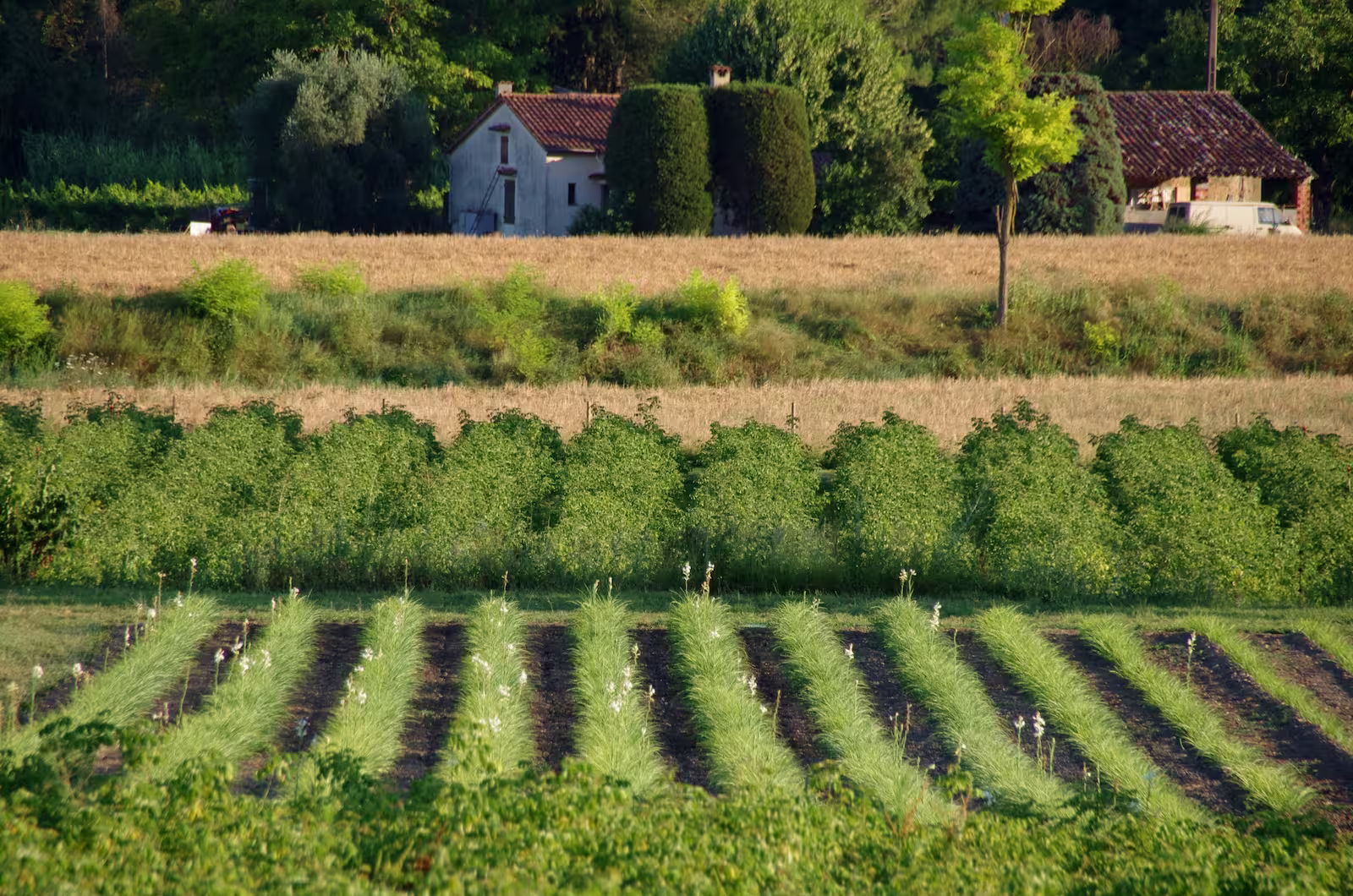 Structuration d'exploitation